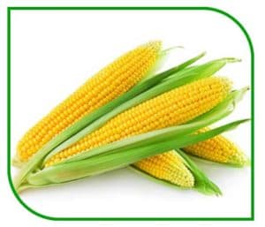 Maize Corn