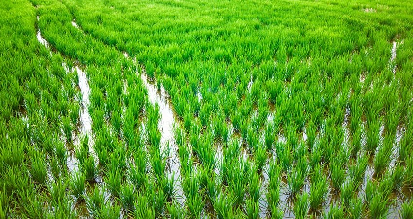Basmati PK-385