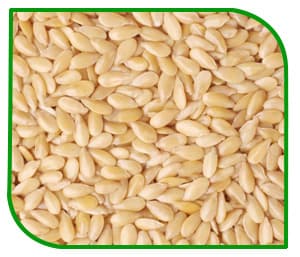 Sesame Seeds